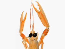 Food meets fashion at Harvey Nichols